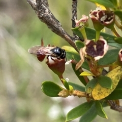 Exoneura sp. (genus) at QPRC LGA - 9 Dec 2023