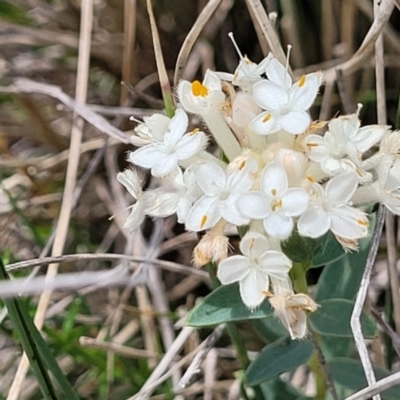 Pimelea glauca (Smooth Rice Flower) at Native Dog TSR - 9 Dec 2023 by trevorpreston