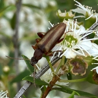 Lepturidea sp. (genus) (Comb-clawed beetle) at Karabar, NSW - 9 Dec 2023 by SteveBorkowskis