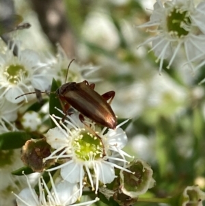 Lepturidea sp. (genus) at QPRC LGA - 9 Dec 2023