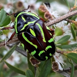 Eupoecila australasiae at QPRC LGA - 9 Dec 2023