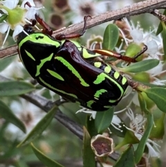 Eupoecila australasiae at QPRC LGA - 9 Dec 2023