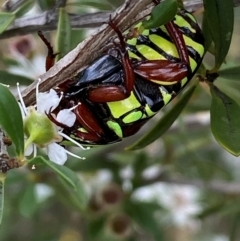 Eupoecila australasiae at QPRC LGA - 9 Dec 2023