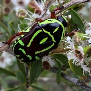 Eupoecila australasiae at QPRC LGA - 9 Dec 2023 12:20 PM