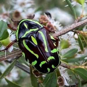 Eupoecila australasiae at QPRC LGA - 9 Dec 2023 12:20 PM