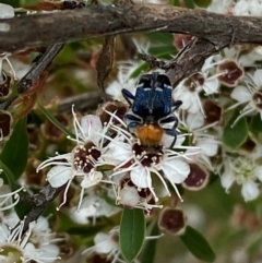 Zenithicola crassus (Clerid beetle) at Karabar, NSW - 9 Dec 2023 by SteveBorkowskis
