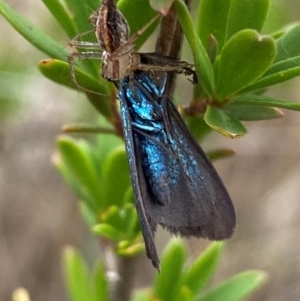 Pollanisus (genus) at QPRC LGA - 9 Dec 2023