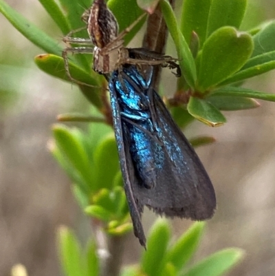 Pollanisus (genus) (A Forester Moth) at QPRC LGA - 9 Dec 2023 by SteveBorkowskis