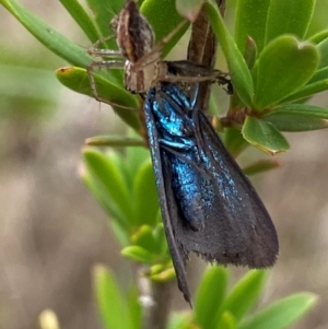 Pollanisus (genus) at QPRC LGA - 9 Dec 2023