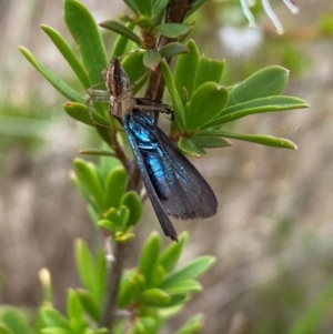 Pollanisus (genus) at QPRC LGA - 9 Dec 2023