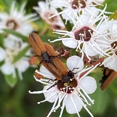 Porrostoma sp. (genus) (Lycid, Net-winged beetle) at Karabar, NSW - 9 Dec 2023 by SteveBorkowskis