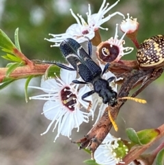 Scrobiger idoneus (Checkered beetle) at Karabar, NSW - 9 Dec 2023 by SteveBorkowskis