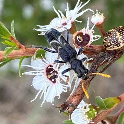 Scrobiger idoneus (Checkered beetle) at QPRC LGA - 9 Dec 2023 by SteveBorkowskis