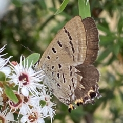 Jalmenus ictinus (Stencilled Hairstreak) at QPRC LGA - 9 Dec 2023 by SteveBorkowskis