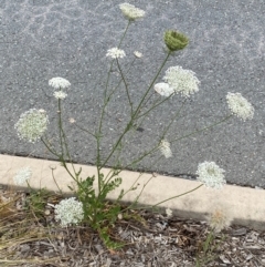 Daucus carota (Wild Carrot) at QPRC LGA - 9 Dec 2023 by SteveBorkowskis