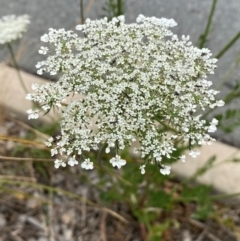 Daucus carota at QPRC LGA - 9 Dec 2023