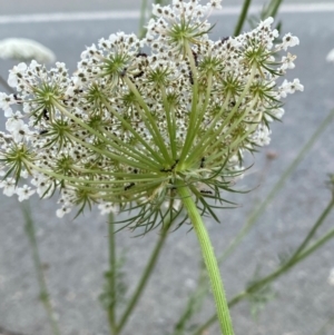 Daucus carota at QPRC LGA - 9 Dec 2023