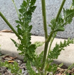 Daucus carota at QPRC LGA - 9 Dec 2023