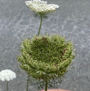 Daucus carota at QPRC LGA - 9 Dec 2023