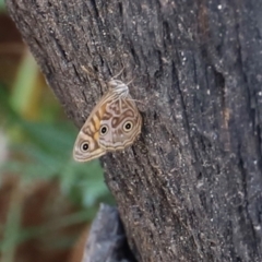 Geitoneura acantha (Ringed Xenica) at Blue Mountains National Park, NSW - 4 Mar 2023 by JimL