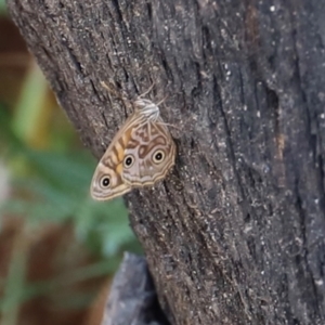 Geitoneura acantha at Blue Mountains National Park - 4 Mar 2023