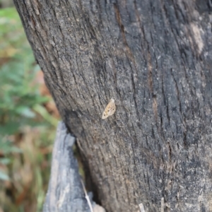 Geitoneura acantha at Blue Mountains National Park - 4 Mar 2023 01:23 PM