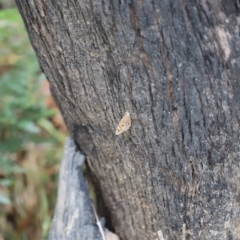 Geitoneura acantha at Blue Mountains National Park - 4 Mar 2023