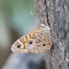 Geitoneura acantha at Blue Mountains National Park - 4 Mar 2023