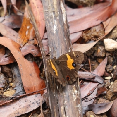 Tisiphone abeona (Varied Sword-grass Brown) at Blue Mountains National Park, NSW - 4 Mar 2023 by JimL