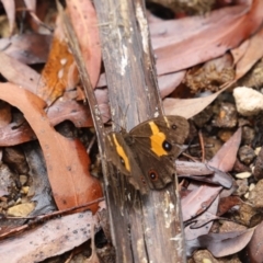 Tisiphone abeona (Varied Sword-grass Brown) at Blue Mountains National Park, NSW - 4 Mar 2023 by JimL