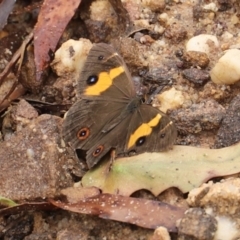 Tisiphone abeona at Blue Mountains National Park - 4 Mar 2023 01:30 PM