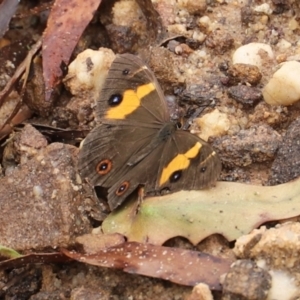 Tisiphone abeona at Blue Mountains National Park - 4 Mar 2023