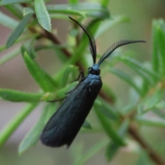 Pollanisus (genus) (A Forester Moth) at Broulee Moruya Nature Observation Area - 7 Dec 2023 by LisaH