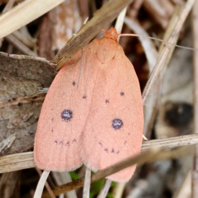Unidentified Concealer moth (Oecophoridae) at Moruya, NSW - 7 Dec 2023 by LisaH
