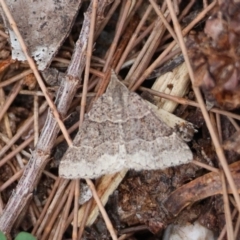 Dichromodes molybdaria (Plain Heath Moth) at Moruya, NSW - 8 Dec 2023 by LisaH