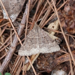 Dichromodes molybdaria at Moruya, NSW - suppressed