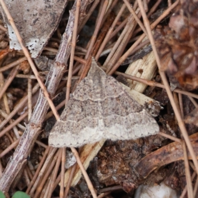 Dichromodes molybdaria (Plain Heath Moth) at Moruya, NSW - 8 Dec 2023 by LisaH