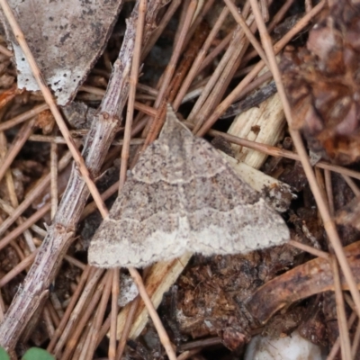 Dichromodes molybdaria at Broulee Moruya Nature Observation Area - 7 Dec 2023 by LisaH