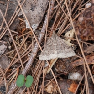Dichromodes molybdaria at Moruya, NSW - suppressed
