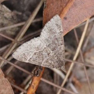Dichromodes molybdaria at Moruya, NSW - suppressed