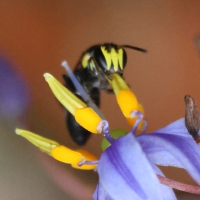 Hemirhiza melliceps at Moruya, NSW - 7 Dec 2023 by LisaH