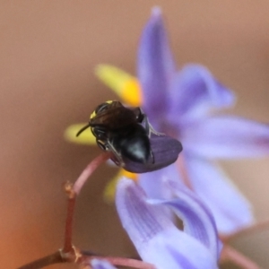 Hemirhiza melliceps at Moruya, NSW - 8 Dec 2023