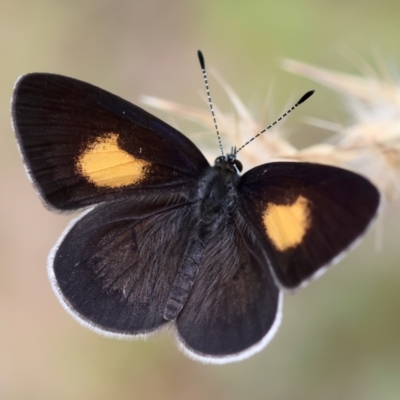 Candalides xanthospilos (Yellow-spotted Blue) at Broulee Moruya Nature Observation Area - 8 Dec 2023 by LisaH