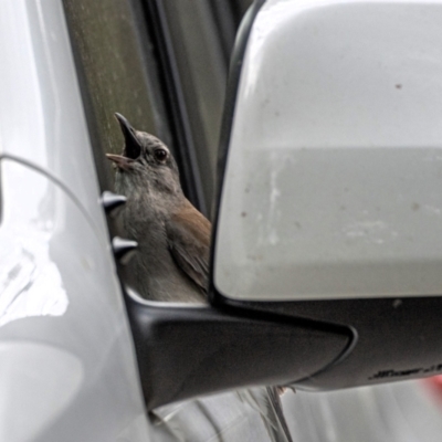 Colluricincla harmonica (Grey Shrikethrush) at Evatt, ACT - 3 Dec 2023 by Untidy