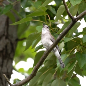 Colluricincla harmonica at Evatt, ACT - 3 Dec 2023