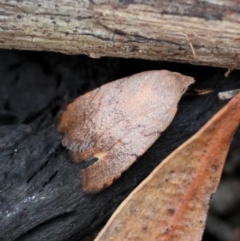 Unidentified Concealer moth (Oecophoridae) at Moruya, NSW - 8 Dec 2023 by LisaH