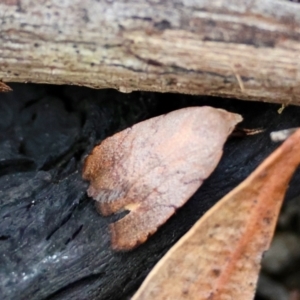 Tortricopsis semijunctella at Moruya, NSW - suppressed