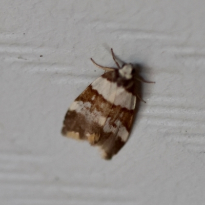 Unidentified Moth (Lepidoptera) at Moruya, NSW - 8 Dec 2023 by LisaH