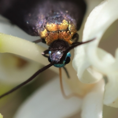 Pollanisus subdolosa (A Forester Moth) at Broulee Moruya Nature Observation Area - 9 Dec 2023 by LisaH