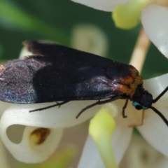 Pollanisus subdolosa at Moruya, NSW - suppressed